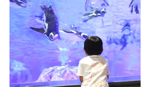 すみだ水族館のペンギンを眺める少年