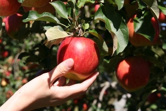 りんご園で収穫されたリンゴ