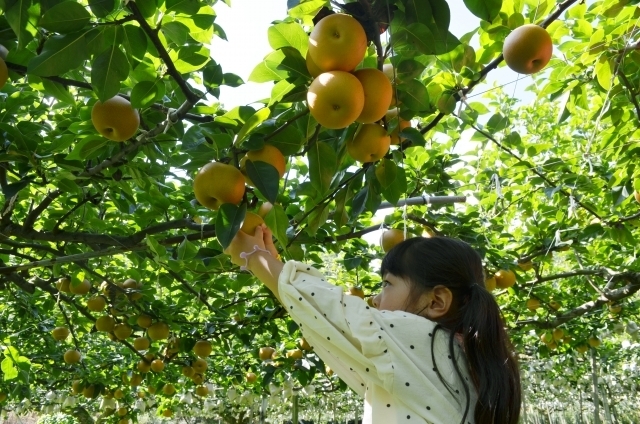 梨を木から収穫する女の子