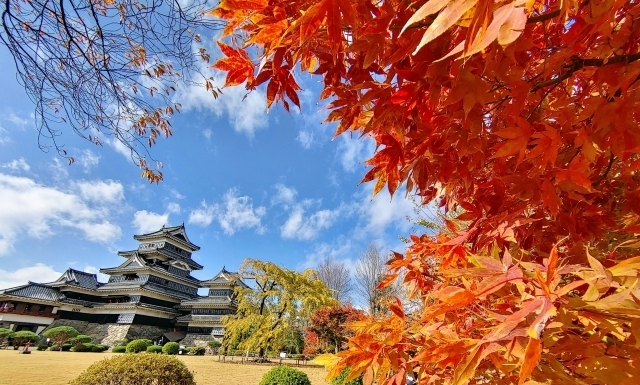 松本城と紅葉する木々