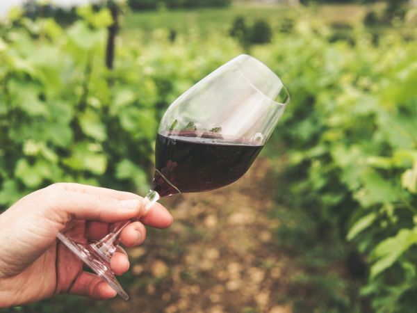 ブドウ畑でワイングラスに入ったワインの色を確かめる様子