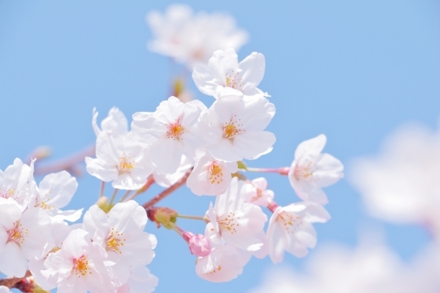 青空のもとで咲く桜の花