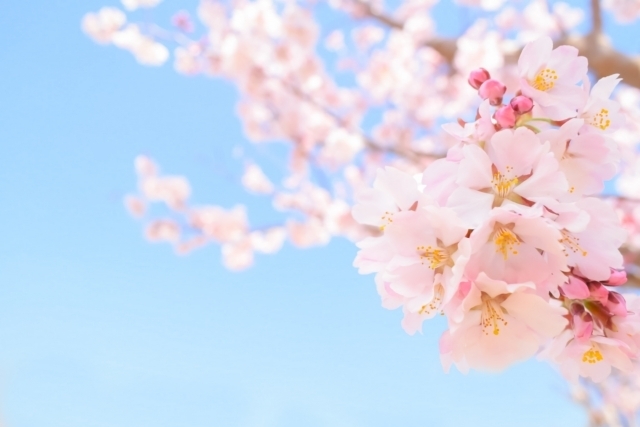 青空の下で咲き誇る桜