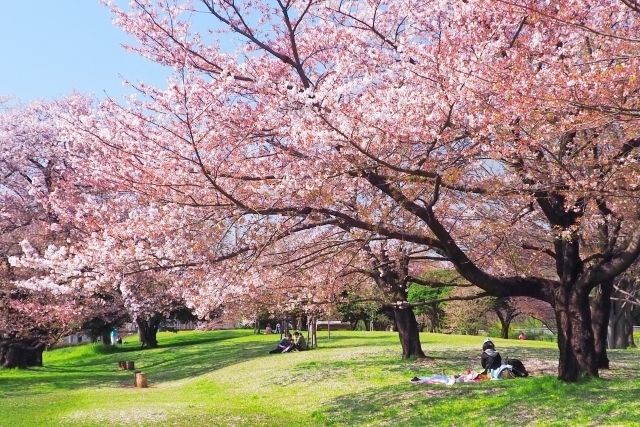 満開の桜が咲く公園でお花見をする人々