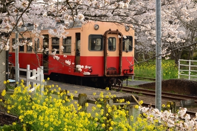 ローカル鉄道と菜の花＆桜の風景
