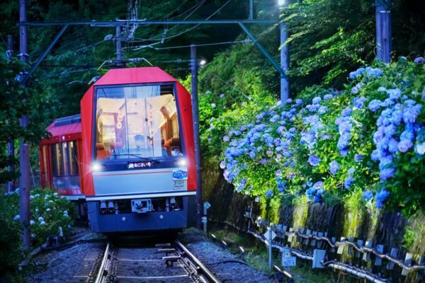 【神奈川県箱根町】箱根登山鉄道（あじさい電車）