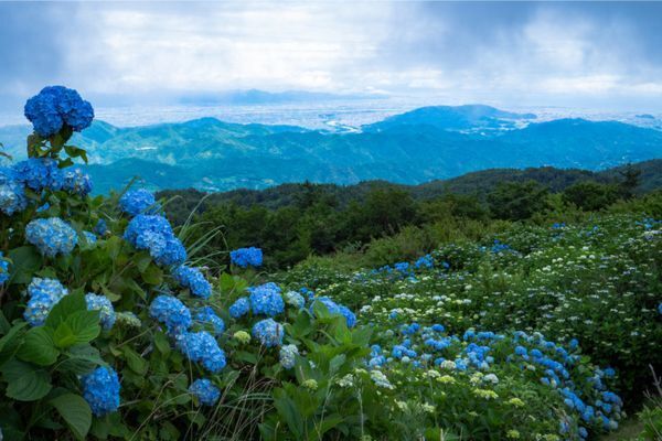 【徳島県名東郡】大川原高原のあじさい