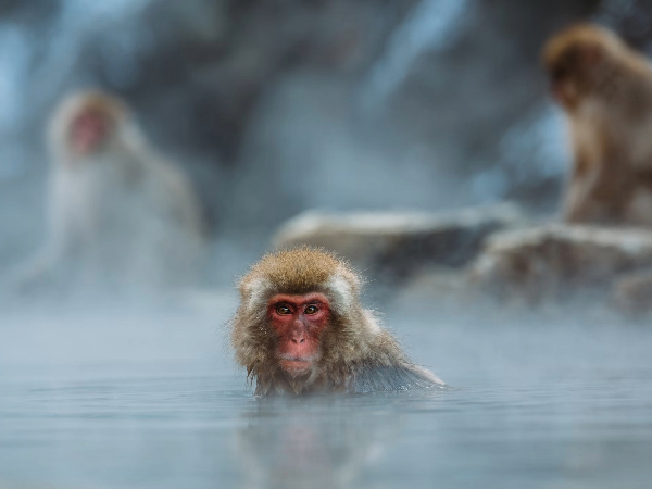 温かい温泉に浸かる猿