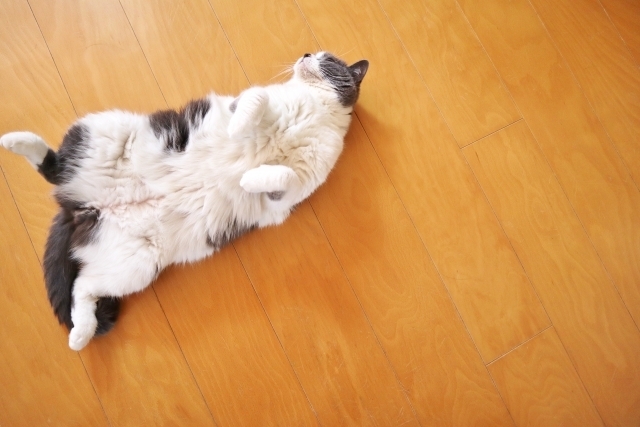 床でゴロゴロする猫